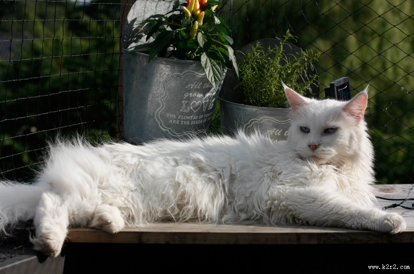 姿态妖娆的猫咪图片大全