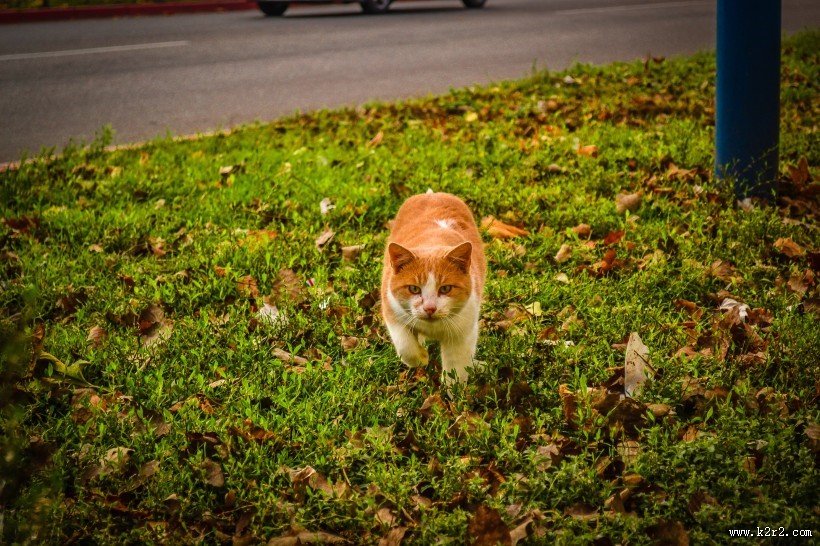 可爱的黄白橘猫图片