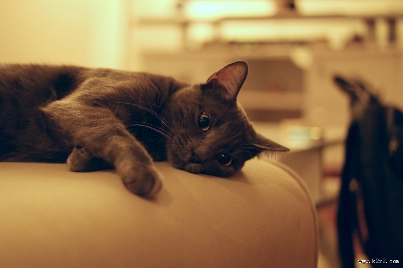 懒洋洋的猫咪图片