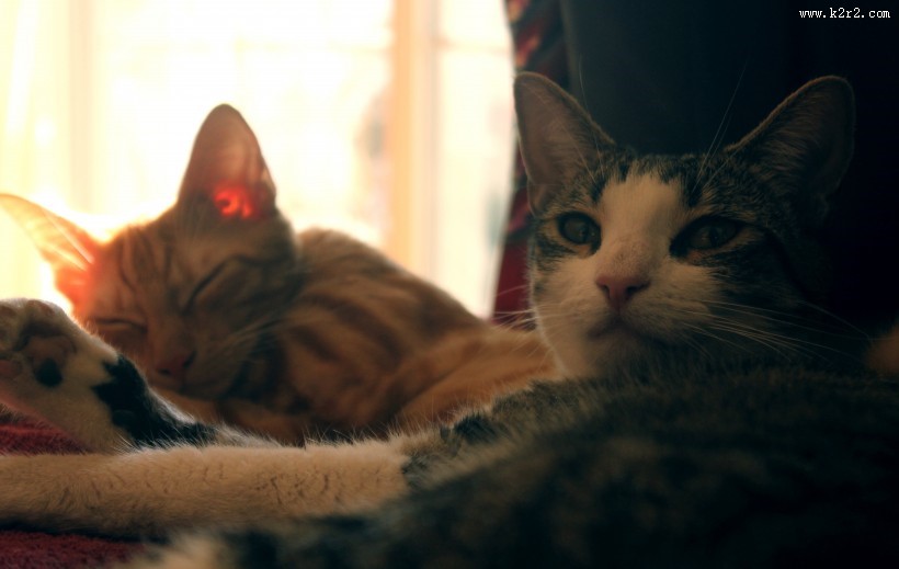 懒洋洋的猫咪图片