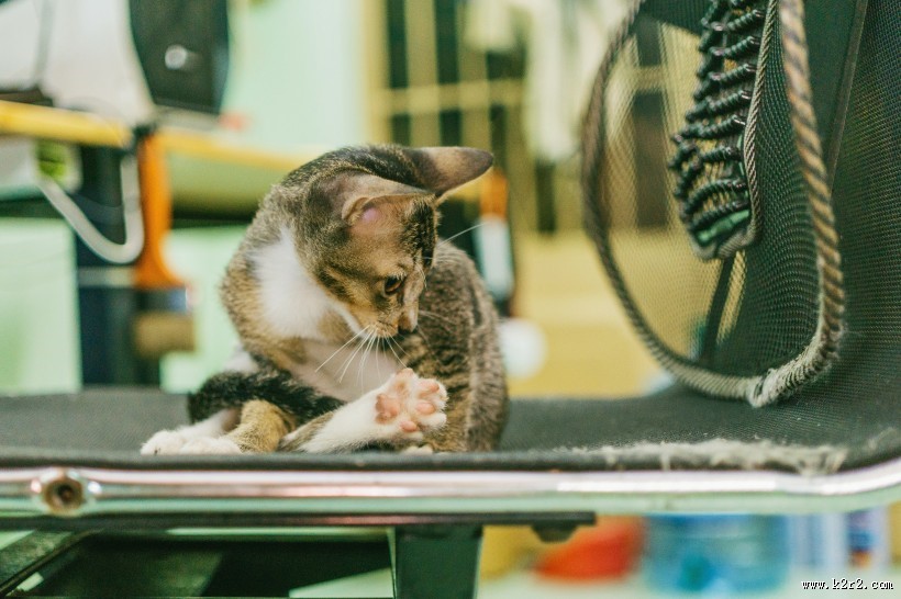 可爱的花灰色猫咪图片