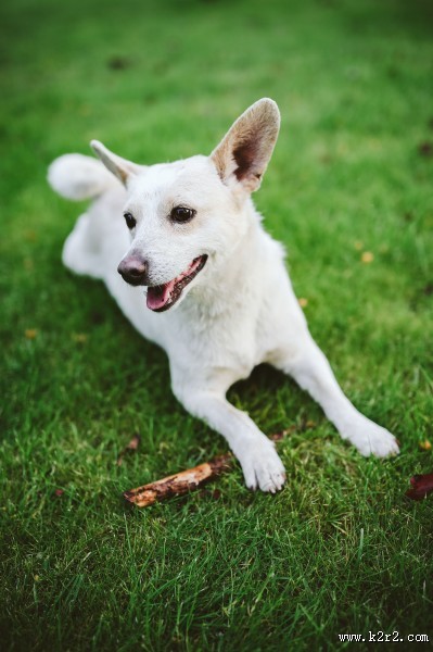 玩棍子的狗图片大全