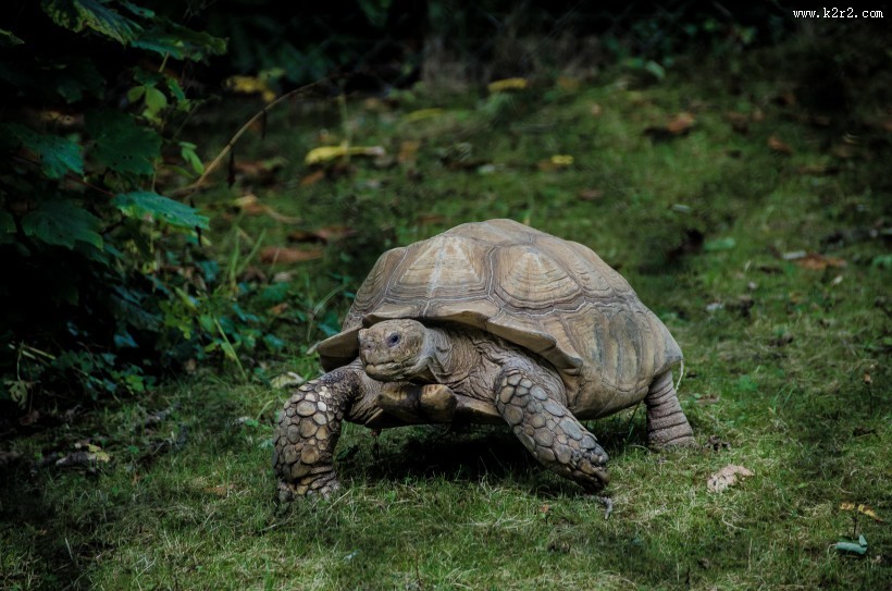 乌龟高清图片大全