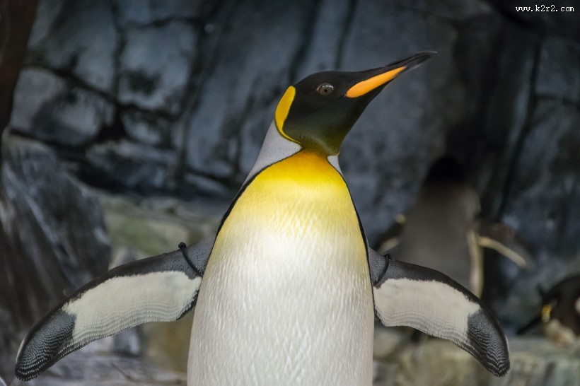 可爱的企鹅图片