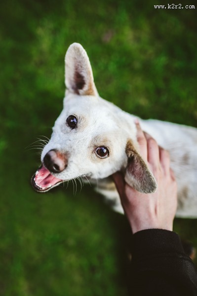 玩棍子的狗图片大全