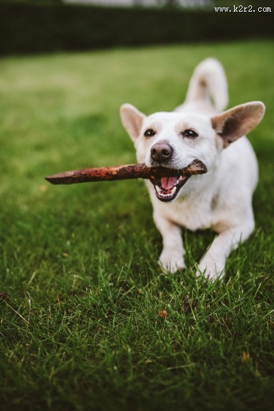 玩棍子的狗图片大全