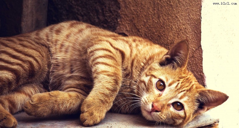 慵懒的猫咪图片大全