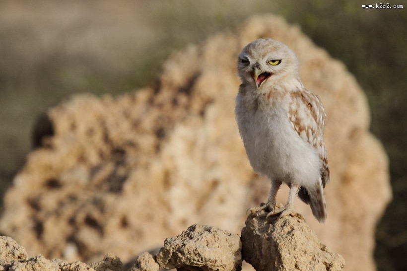 形态各异的猫头鹰图片