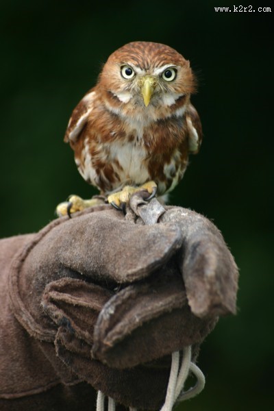 形态各异的猫头鹰图片