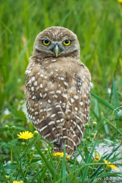形态各异的猫头鹰图片
