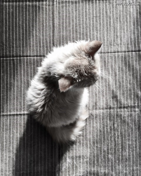 毛绒绒的幼猫图片