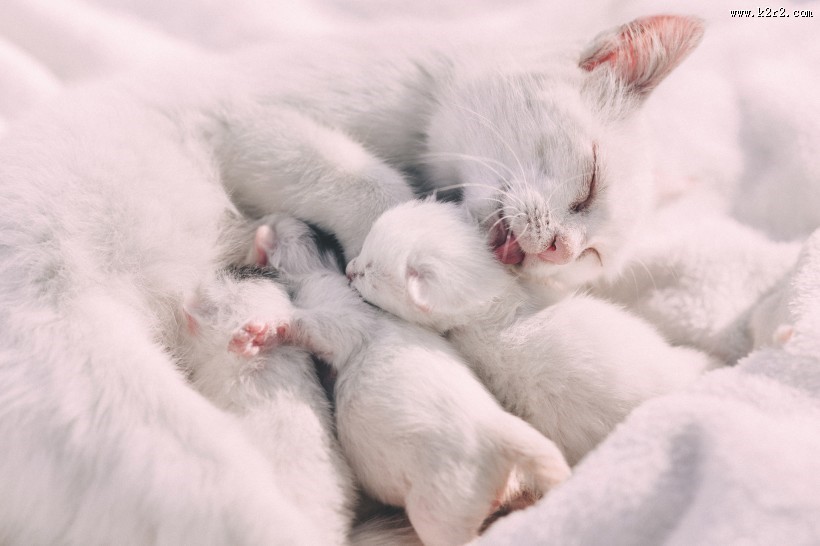 可爱的小奶猫图片大全