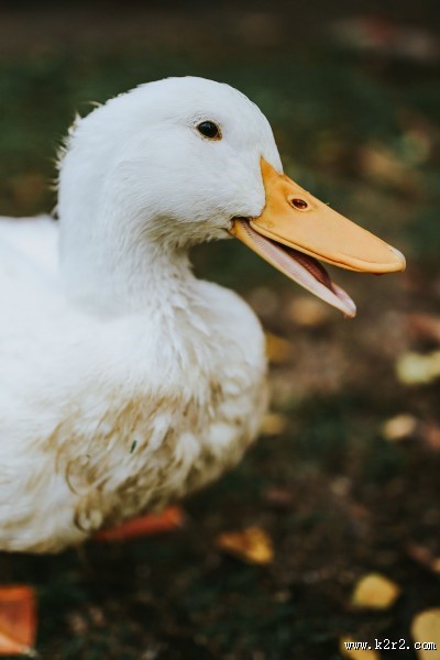 在草地上的白色鸭子图片