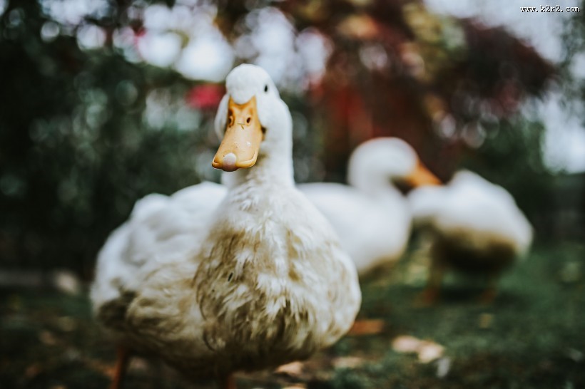 在草地上的白色鸭子图片