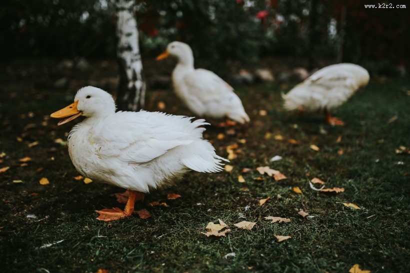 在草地上的白色鸭子图片