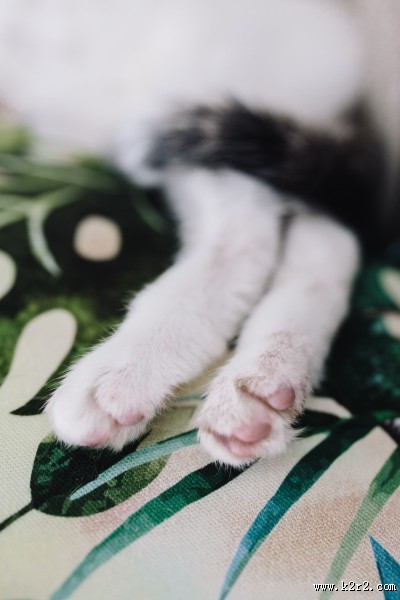 躺着沙发上的猫咪图片