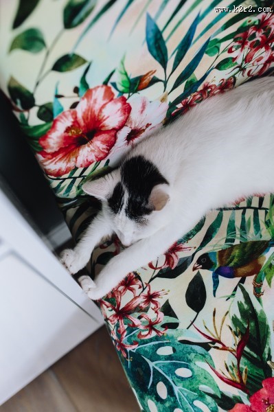 躺着沙发上的猫咪图片