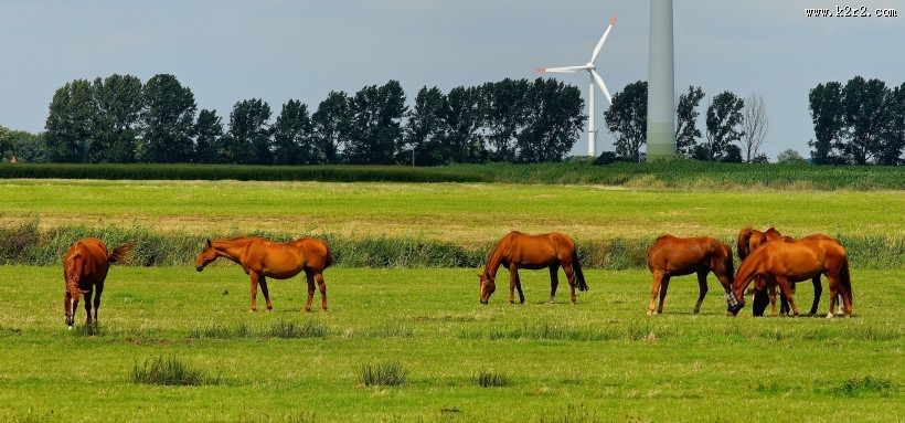 健壮的骏马图片