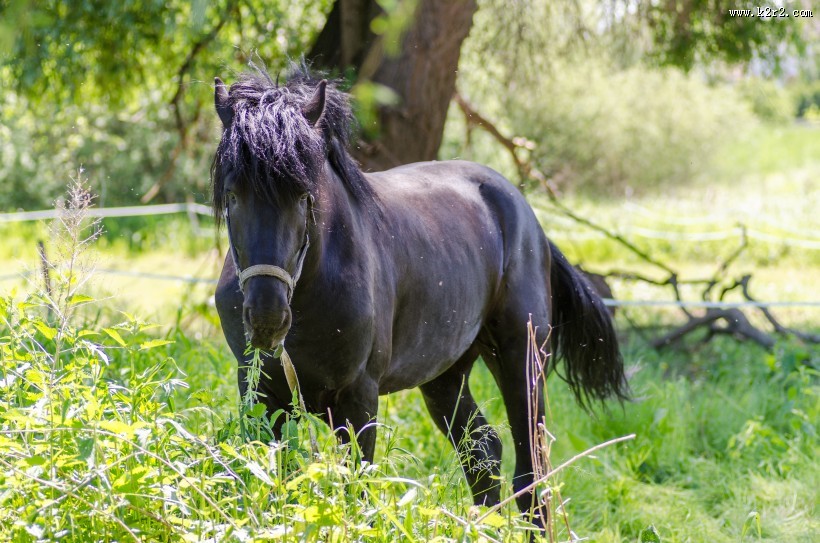 健壮的骏马图片