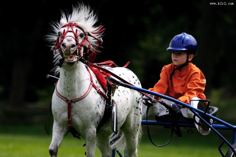 戴着低头革的骏马图片