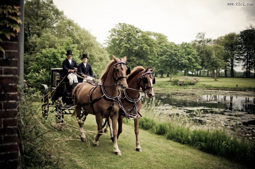 戴着低头革的骏马图片