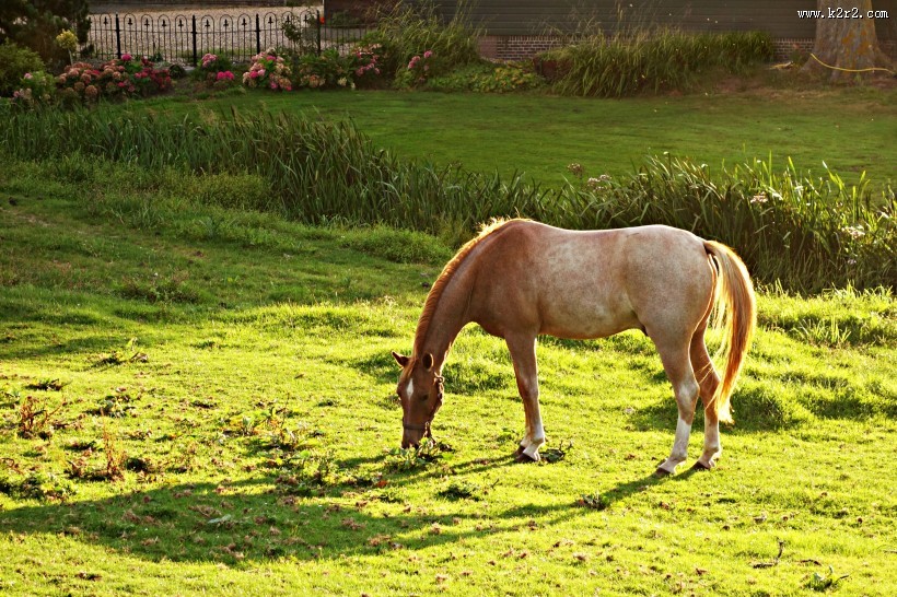 草地上的骏马图片