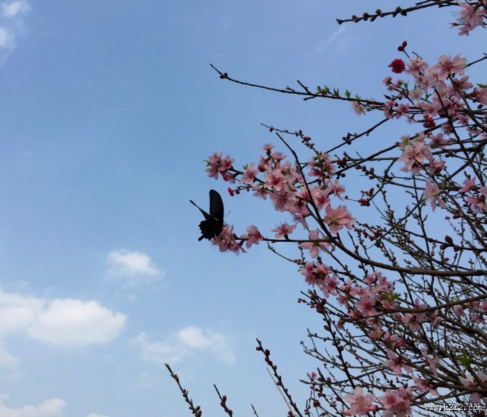 各种漂亮的蝴蝶图片