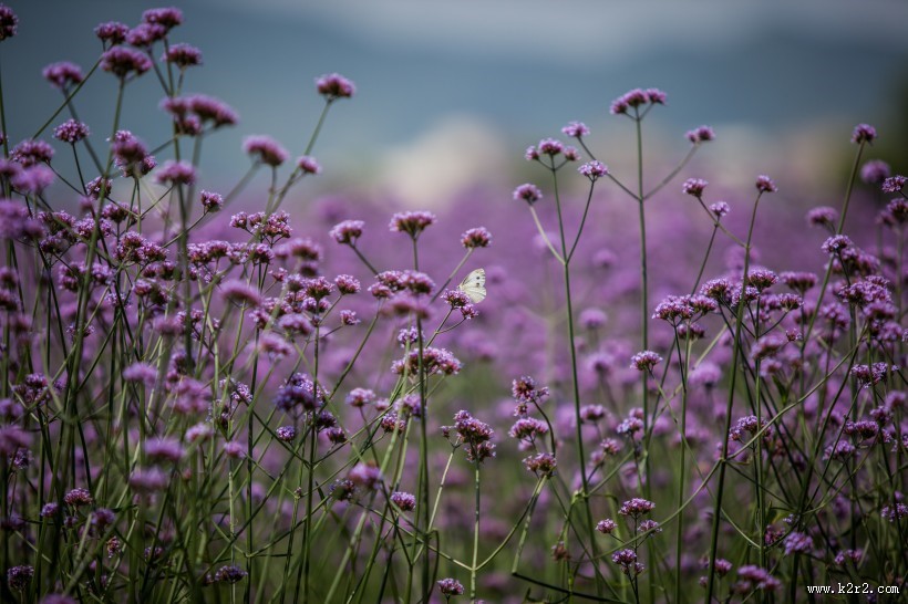 各种漂亮的蝴蝶图片