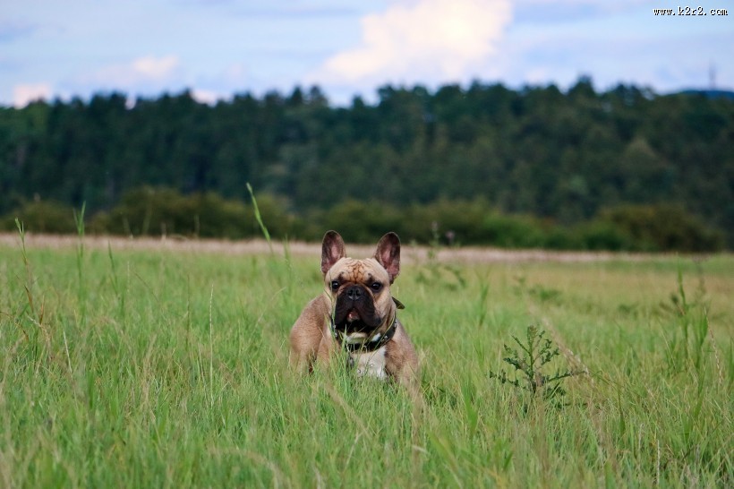 温顺可爱的狗狗图片