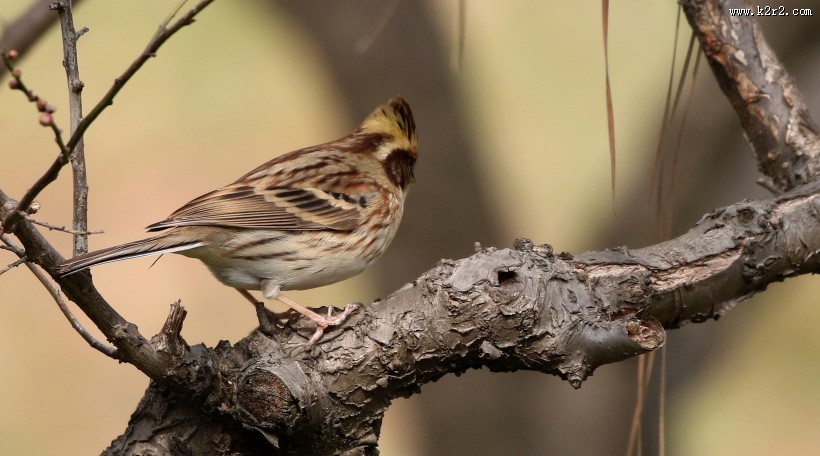 黄喉鹀鸟类图片