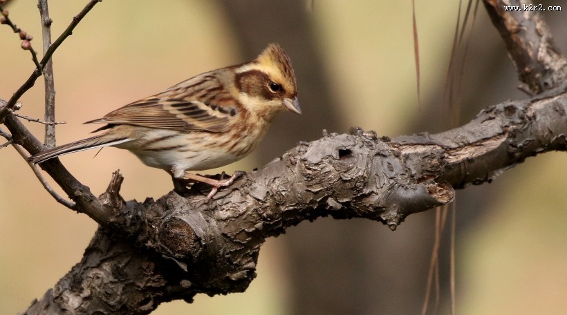 黄喉鹀鸟类图片