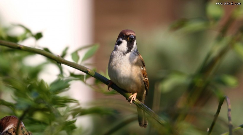 可爱的小麻雀图片