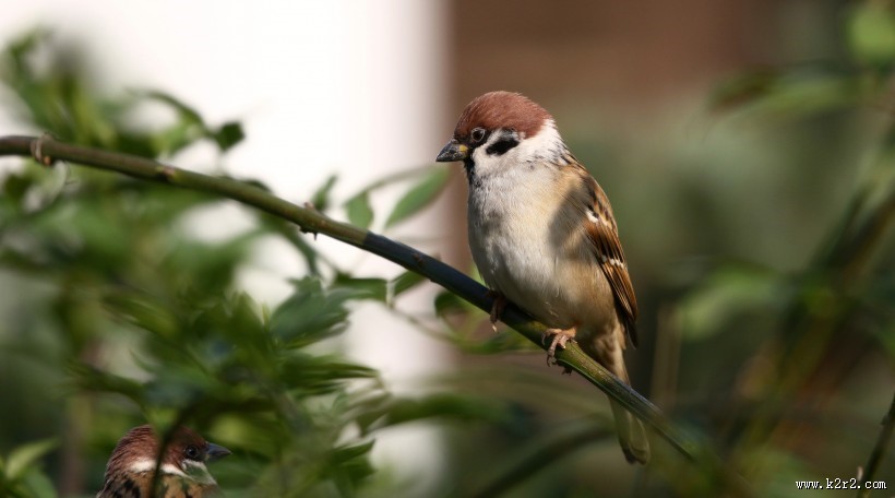 可爱的小麻雀图片
