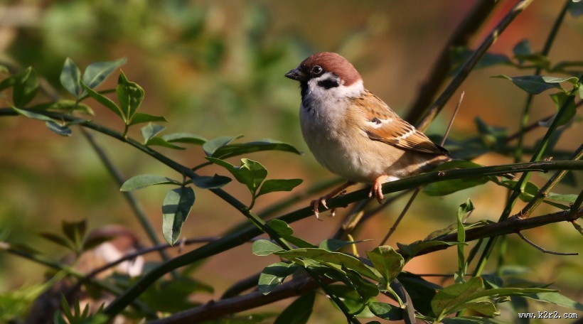 可爱的小麻雀图片