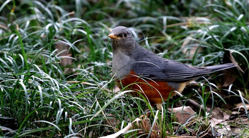 灰背鸫鸟类图片大全