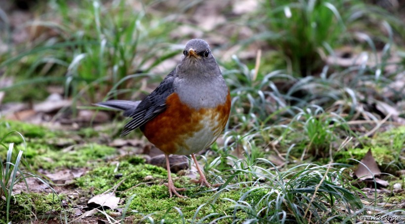 灰背鸫鸟类图片大全