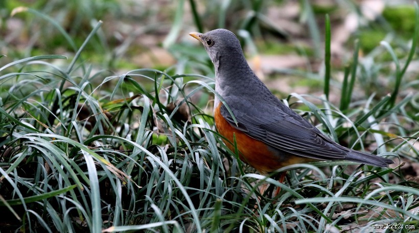灰背鸫鸟类图片大全