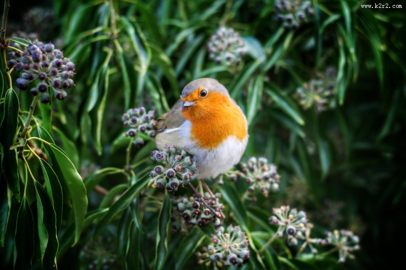 小巧可爱的知更鸟图片