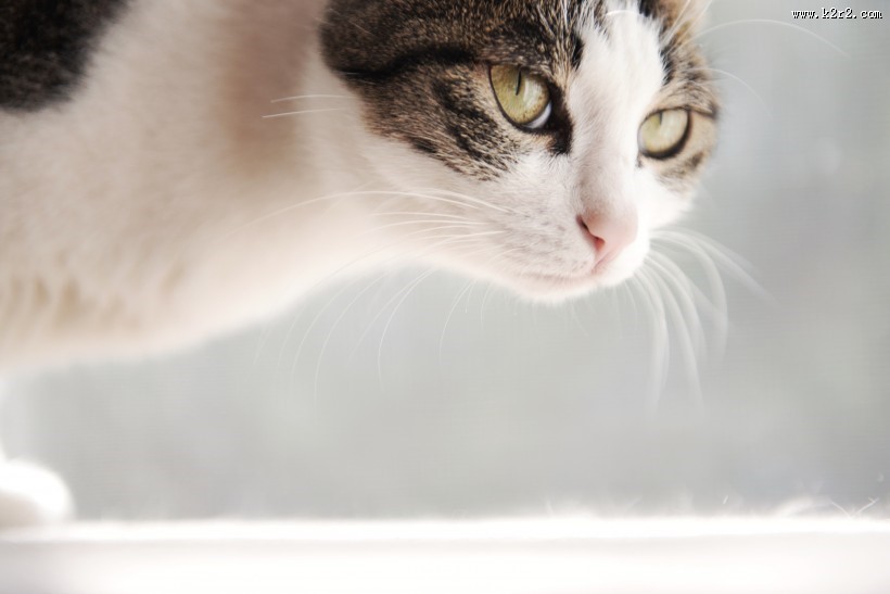 可爱的宠物猫的图片大全