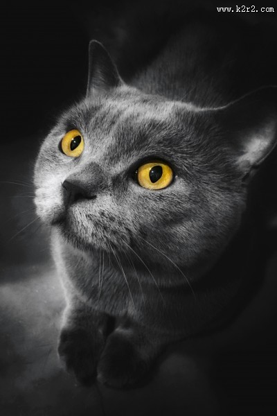 可爱的宠物猫的图片大全