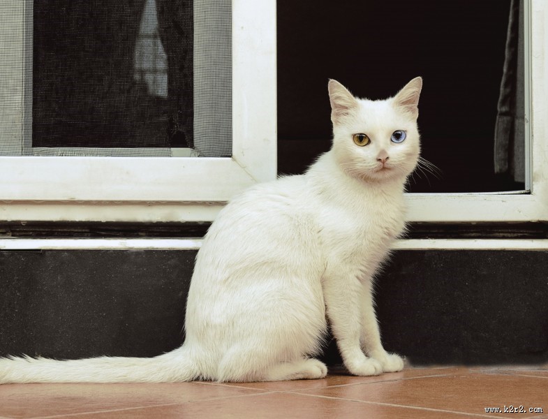 可爱的宠物猫的图片大全