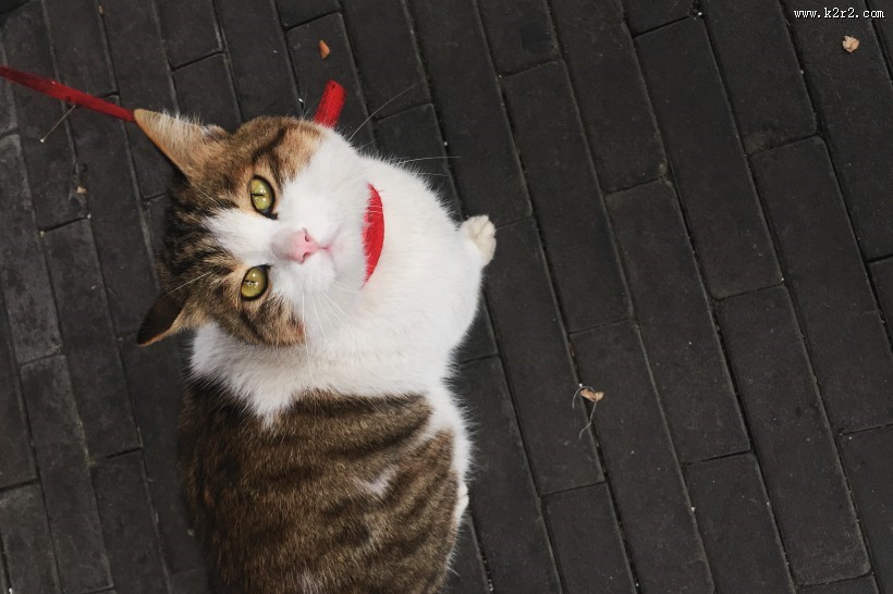 可爱的宠物猫的图片大全