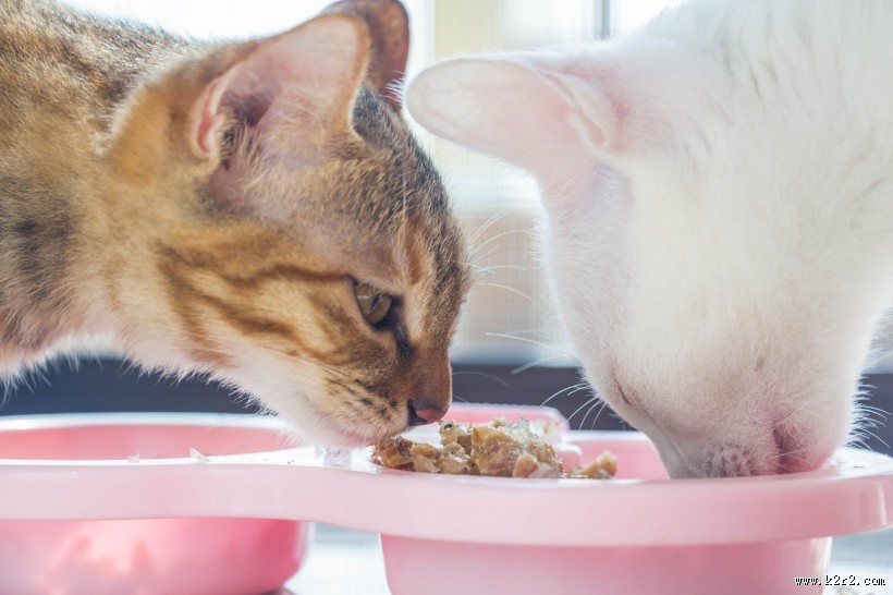 可爱的宠物猫的图片大全