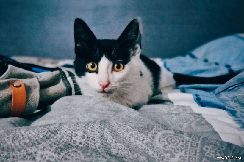 可爱的宠物猫的图片大全