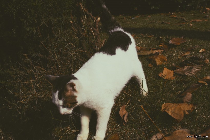 可爱的宠物猫的图片大全