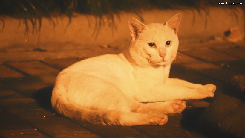 可爱的宠物猫的图片大全