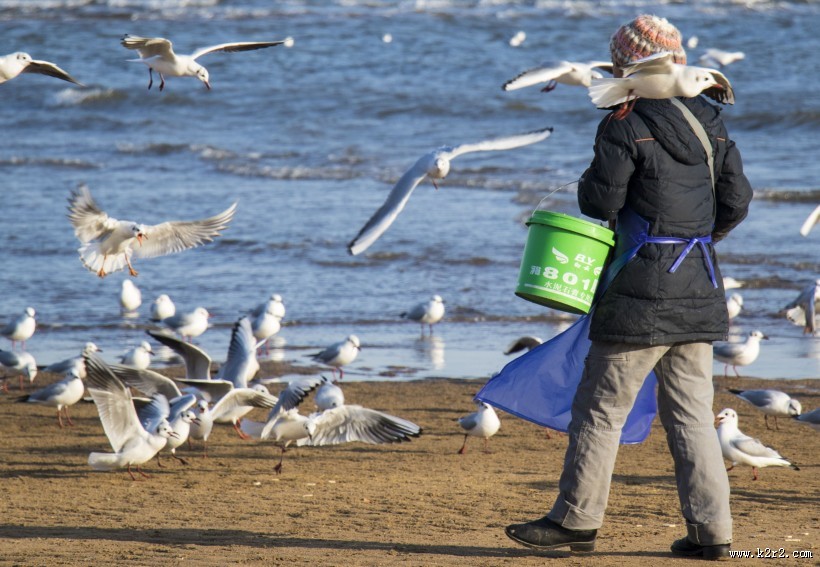 翱翔的海鸥的图片