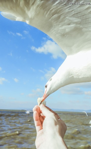 翱翔的海鸥的图片