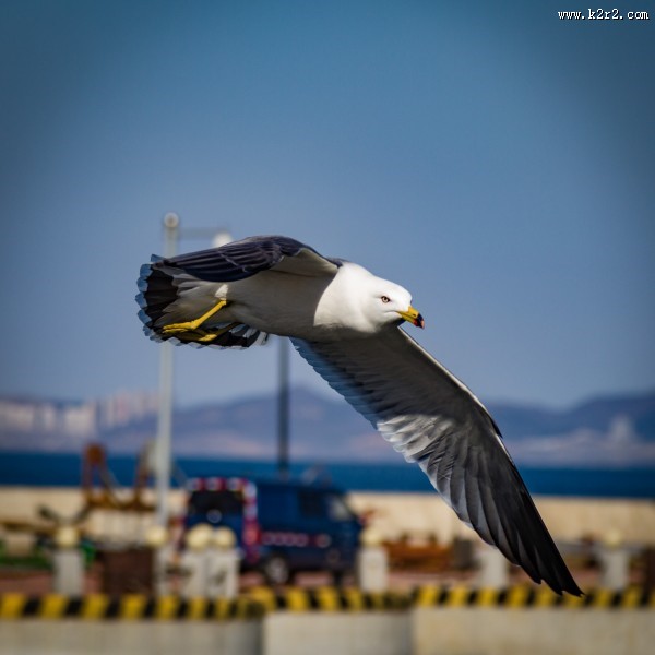 翱翔的海鸥的图片