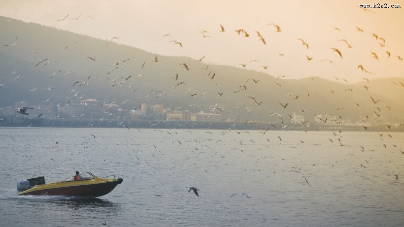 翱翔的海鸥的图片